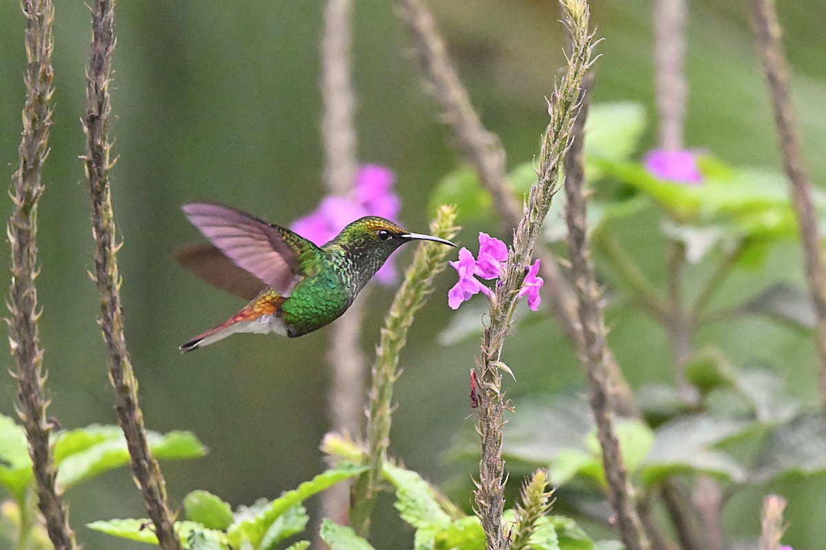 kolibřík měděnohlavý - ML618128674