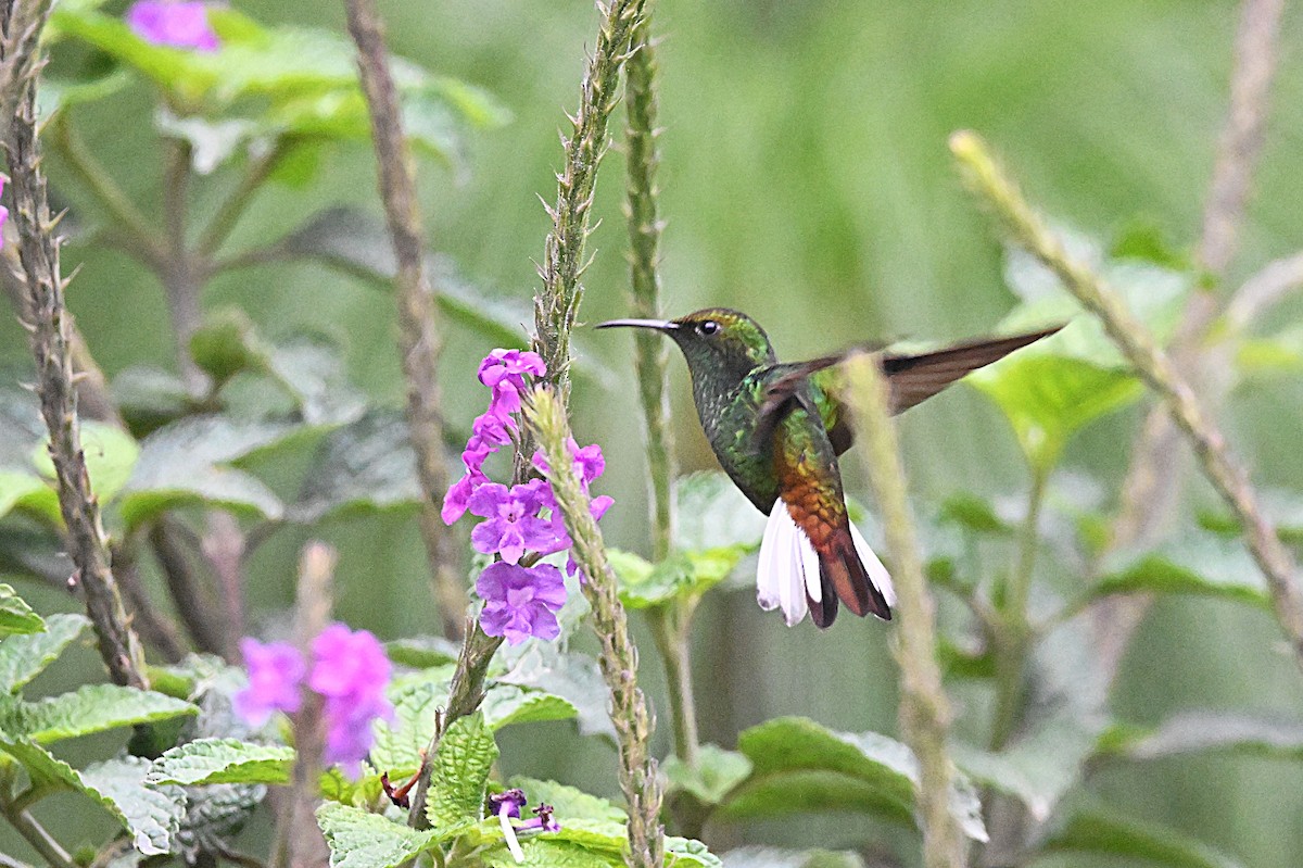 kolibřík měděnohlavý - ML618128676