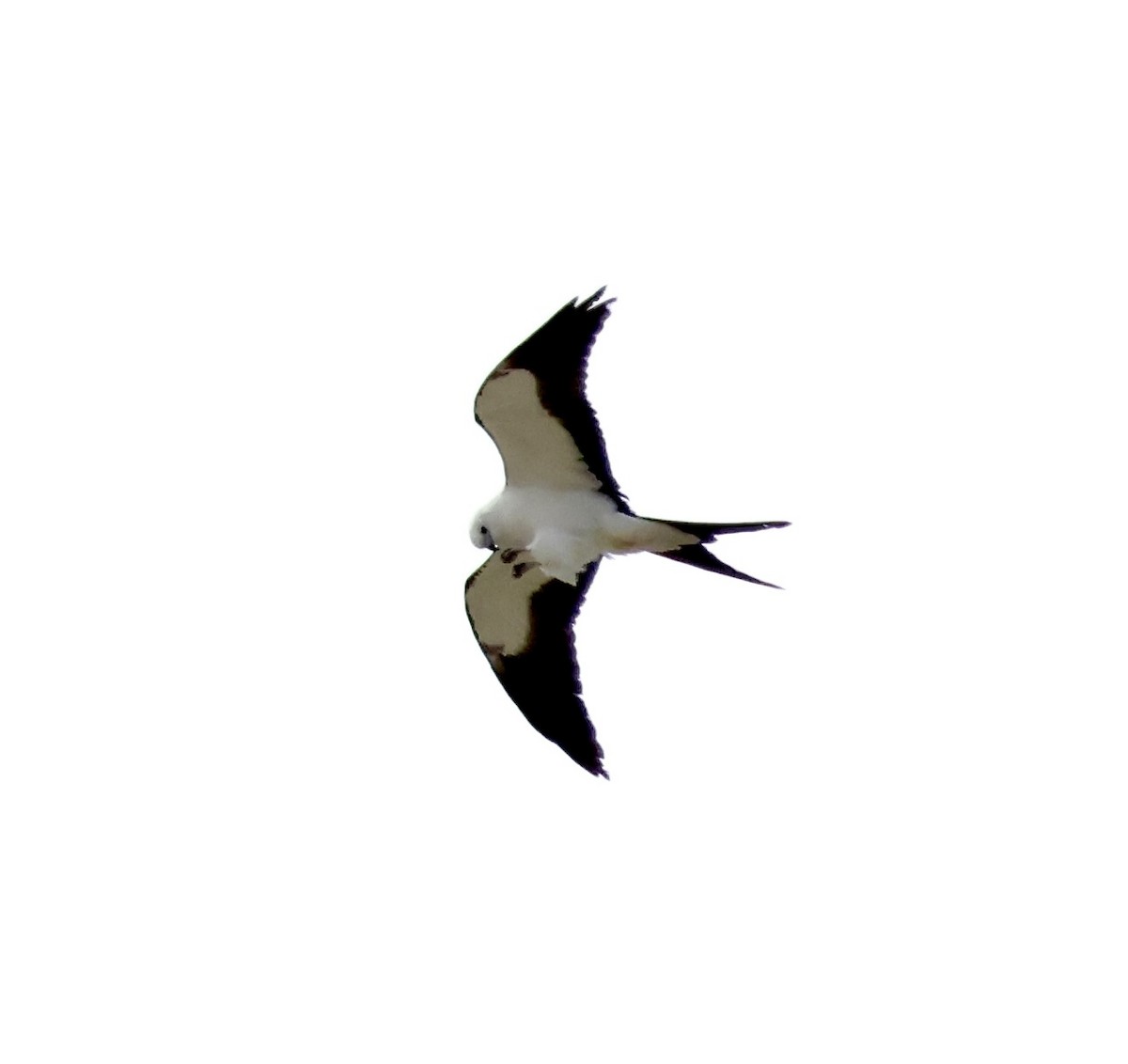 Swallow-tailed Kite - ML618128689