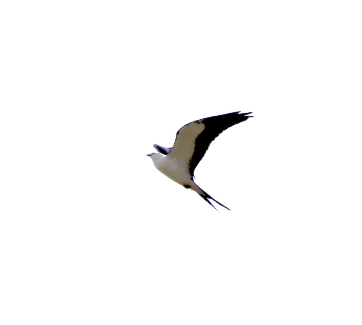 Swallow-tailed Kite - Margo Goetschkes