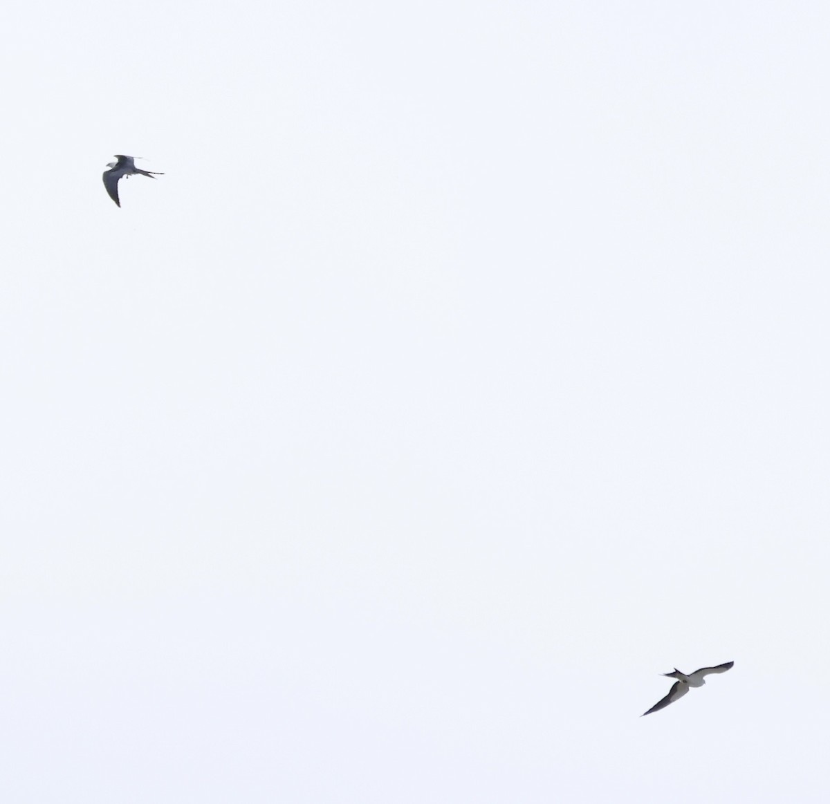 Swallow-tailed Kite - Margo Goetschkes