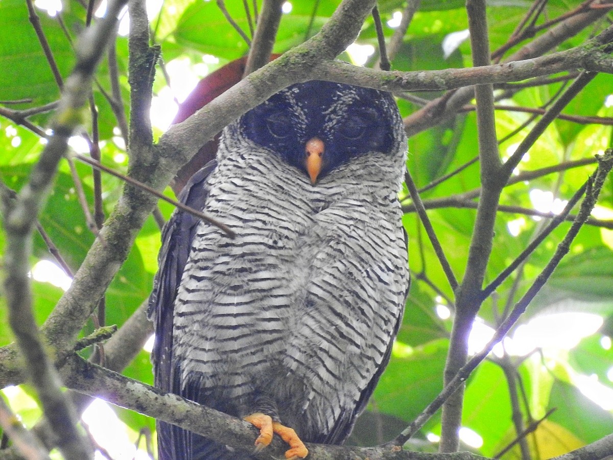 Black-and-white Owl - ML618128709