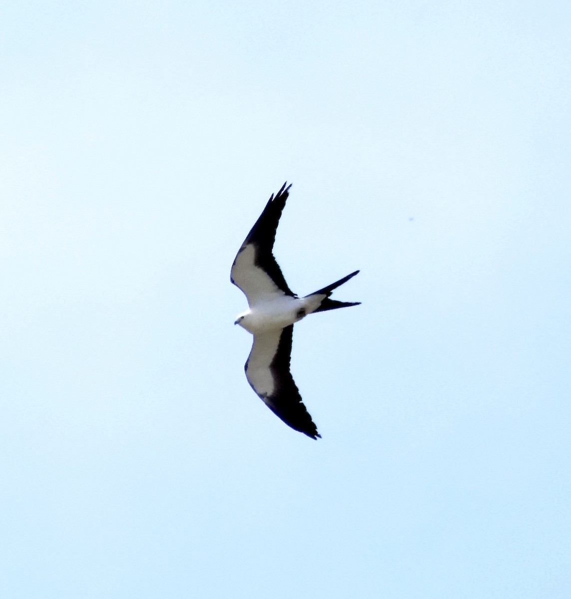 Swallow-tailed Kite - ML618128732