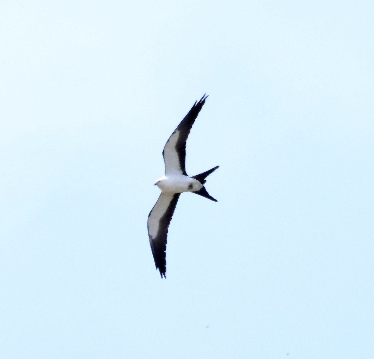 Swallow-tailed Kite - ML618128742