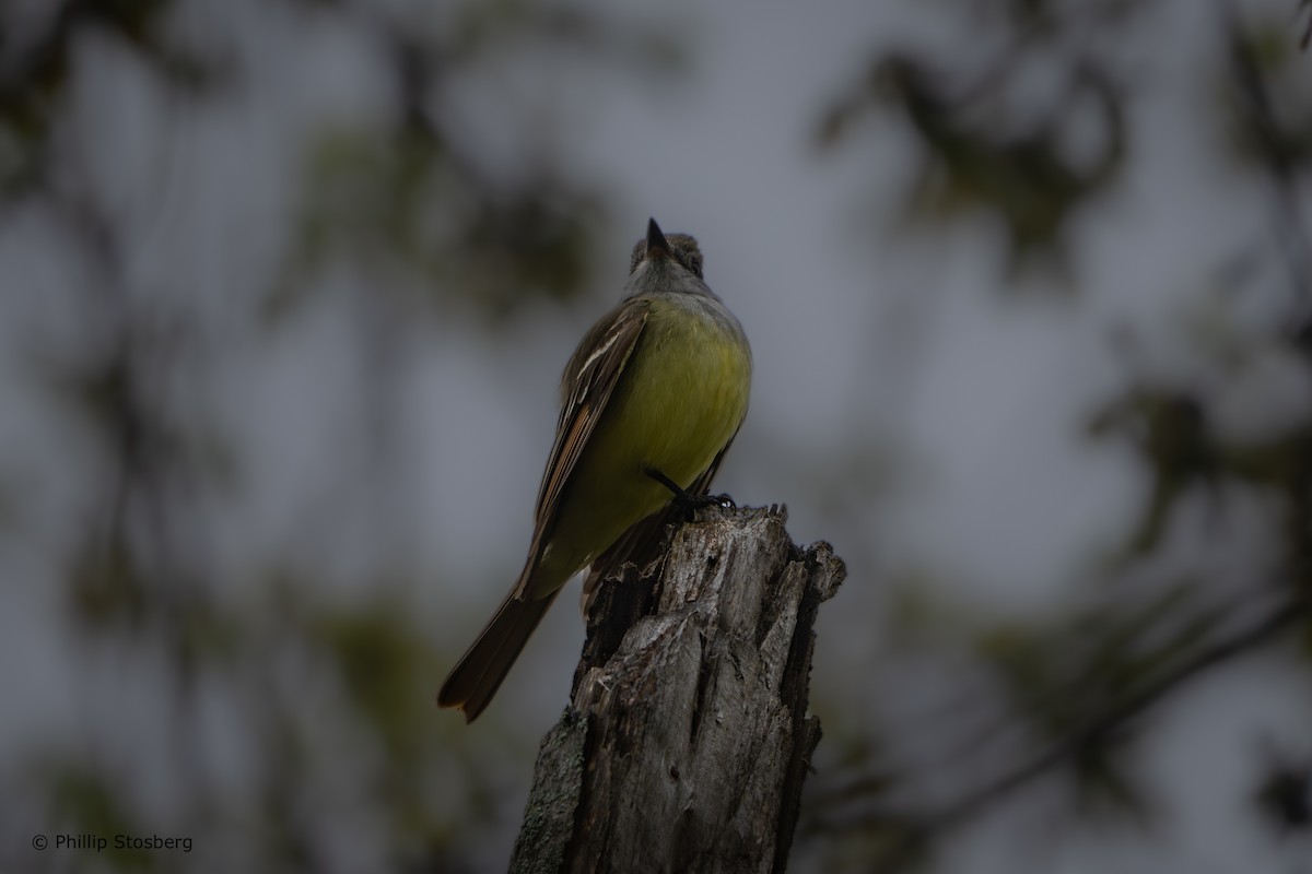 Great Crested Flycatcher - ML618128819