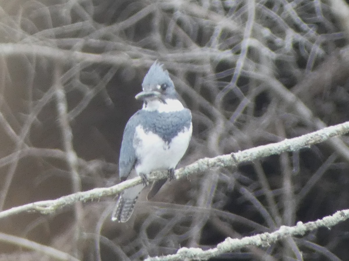 Belted Kingfisher - ML618128843