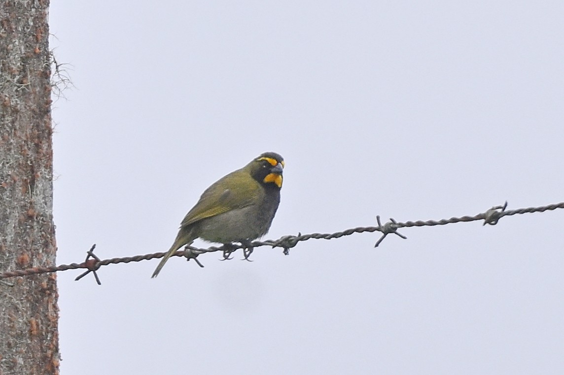 Yellow-faced Grassquit - André Lanouette