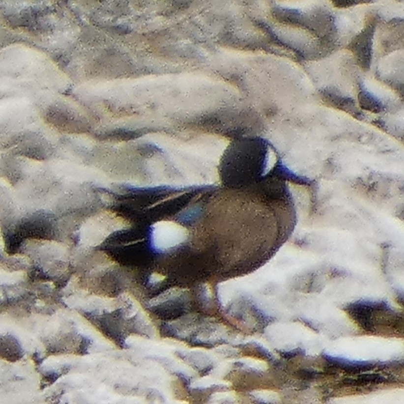 Blue-winged Teal - ML618128857