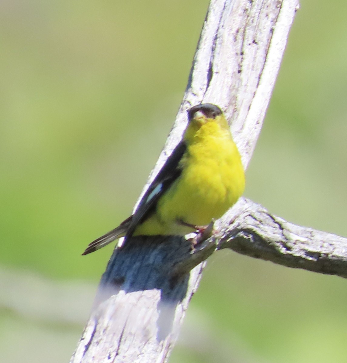 Lesser Goldfinch - The Spotting Twohees