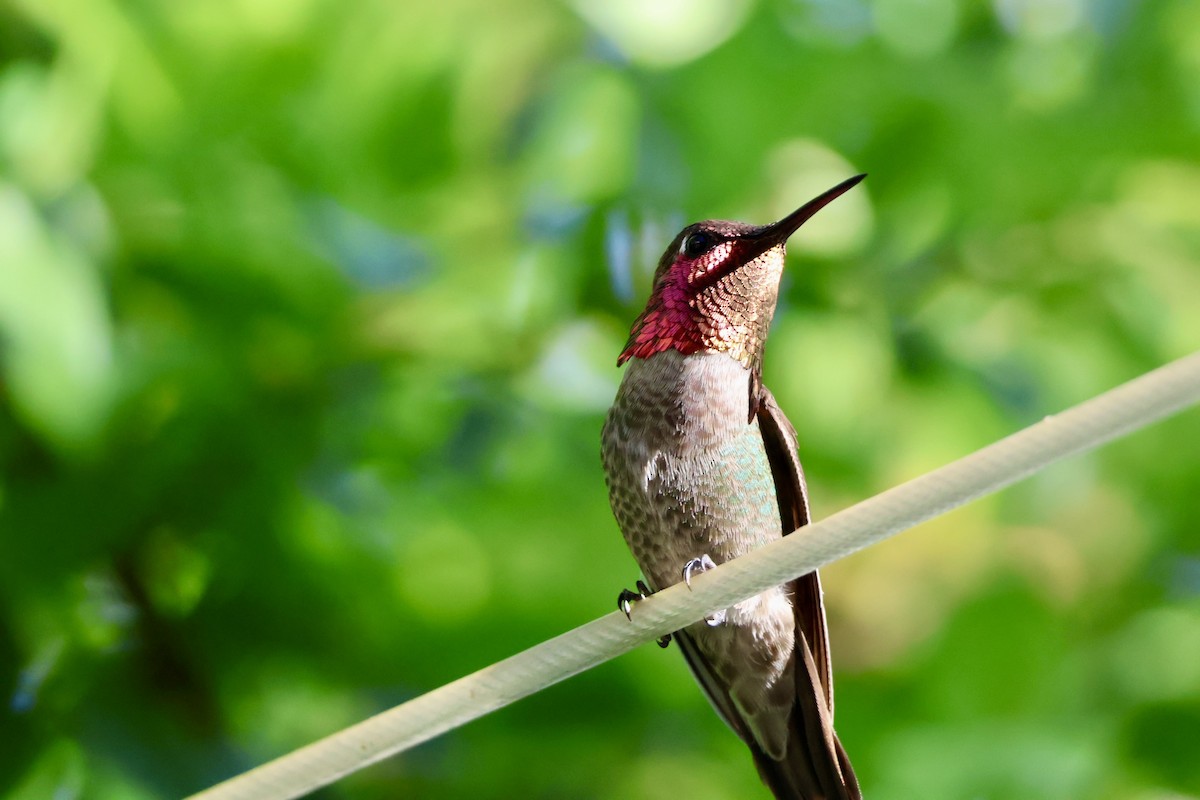 Anna's Hummingbird - aaron lehr