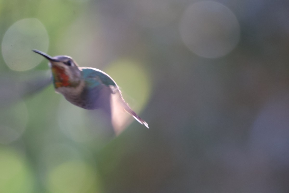 Anna's Hummingbird - aaron lehr