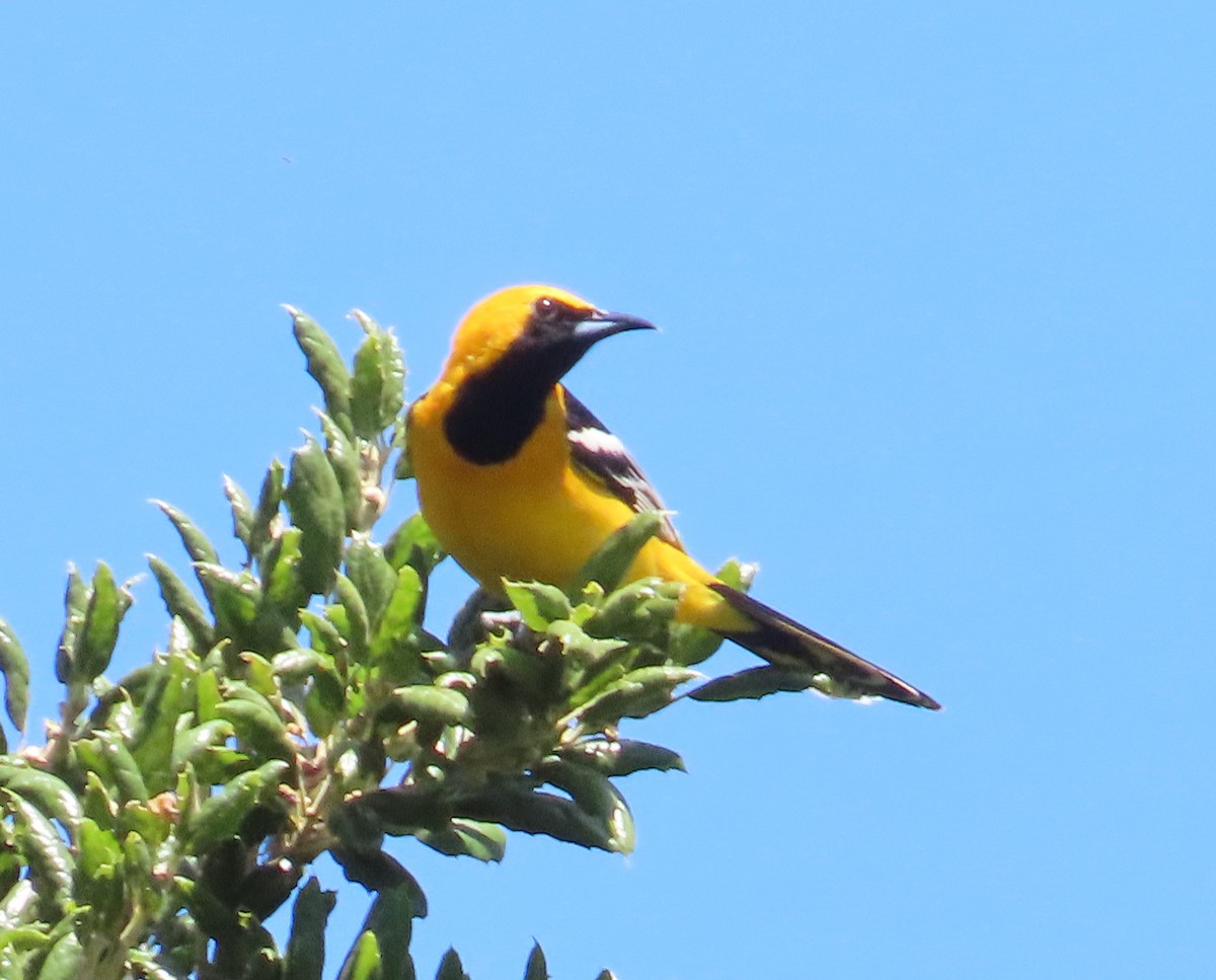 Hooded Oriole - The Spotting Twohees