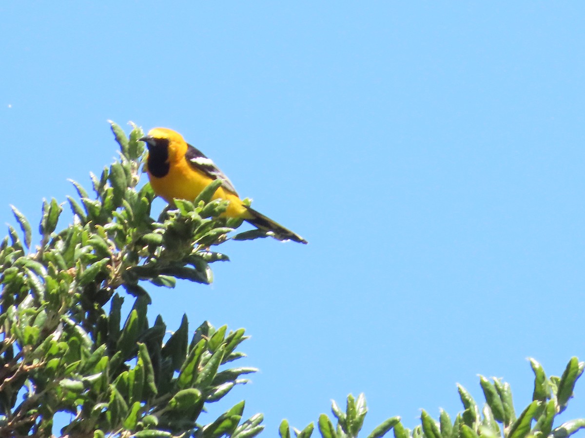 Hooded Oriole - The Spotting Twohees