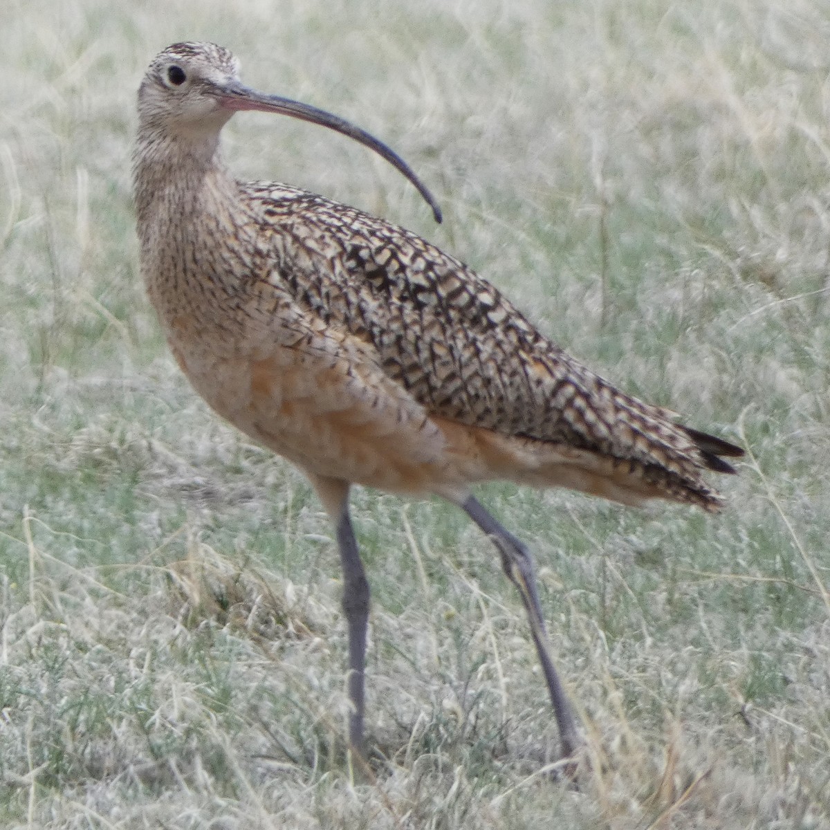 Long-billed Curlew - ML618128998