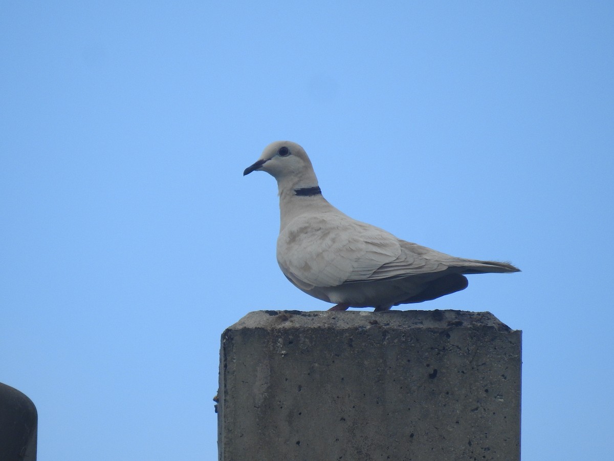 Eurasian/African Collared-Dove - ML618129005