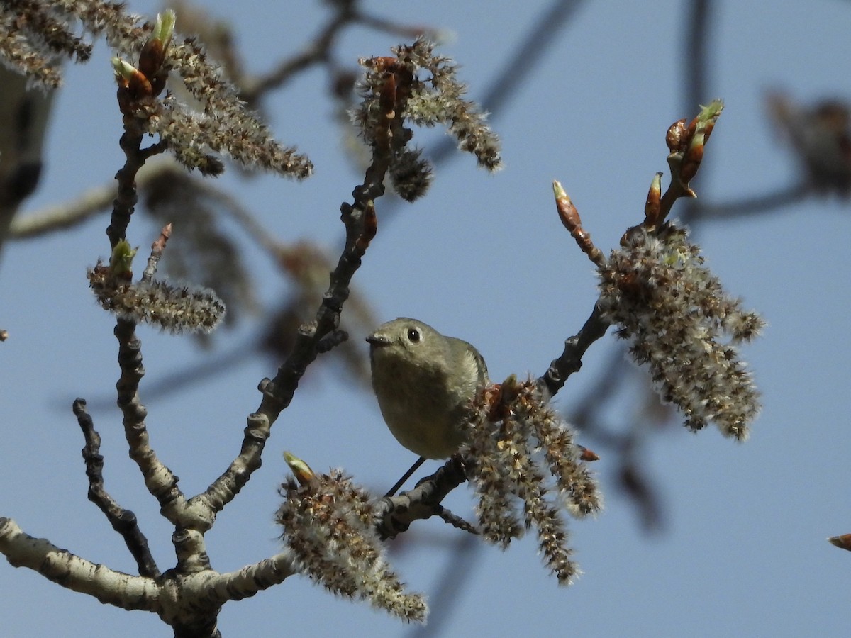 Ruby-crowned Kinglet - Gerald Frost