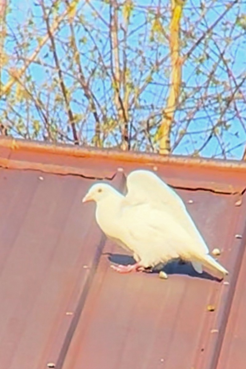 Rock Pigeon (Feral Pigeon) - ML618129041