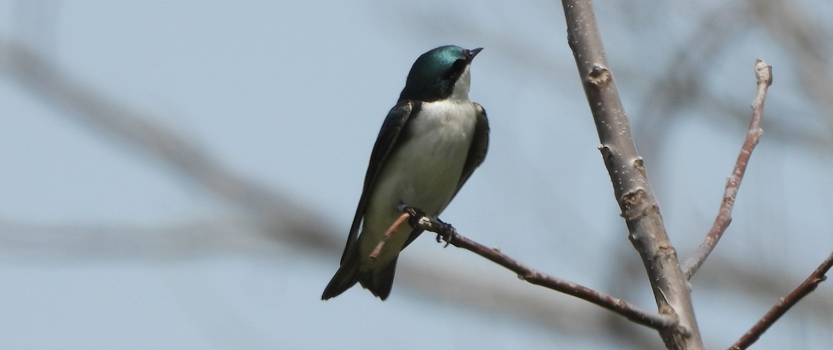 Tree Swallow - Annette Daughdrill