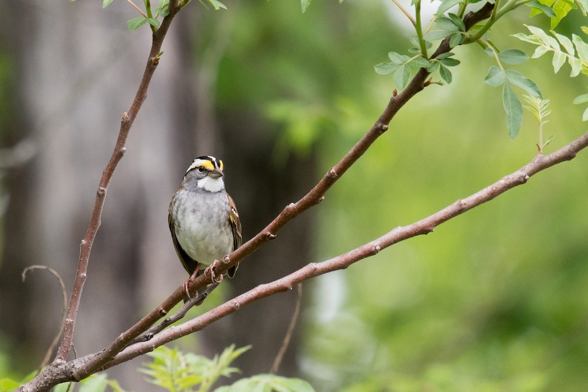 White-throated Sparrow - ML618129051