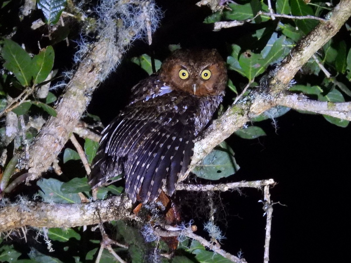 Bare-shanked Screech-Owl - ML618129061