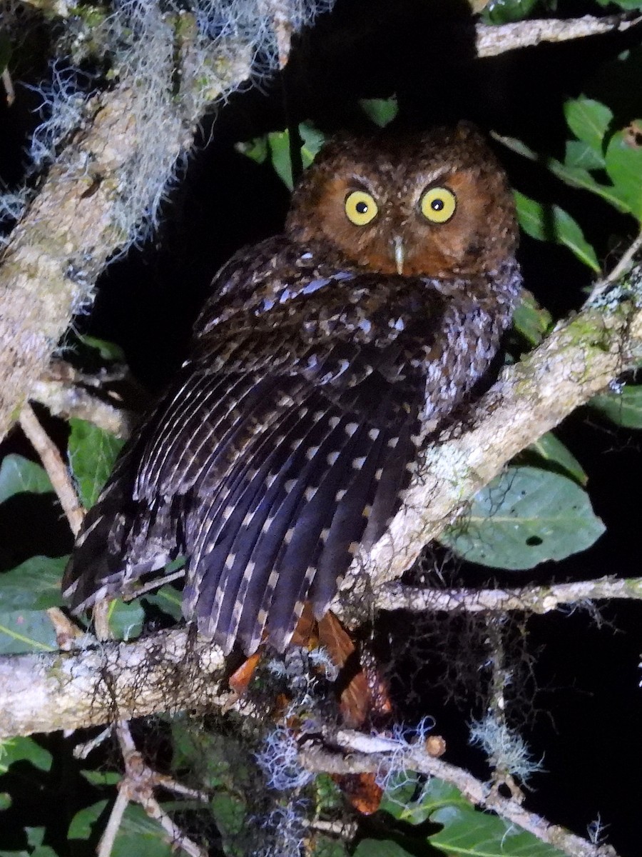 Bare-shanked Screech-Owl - ML618129062