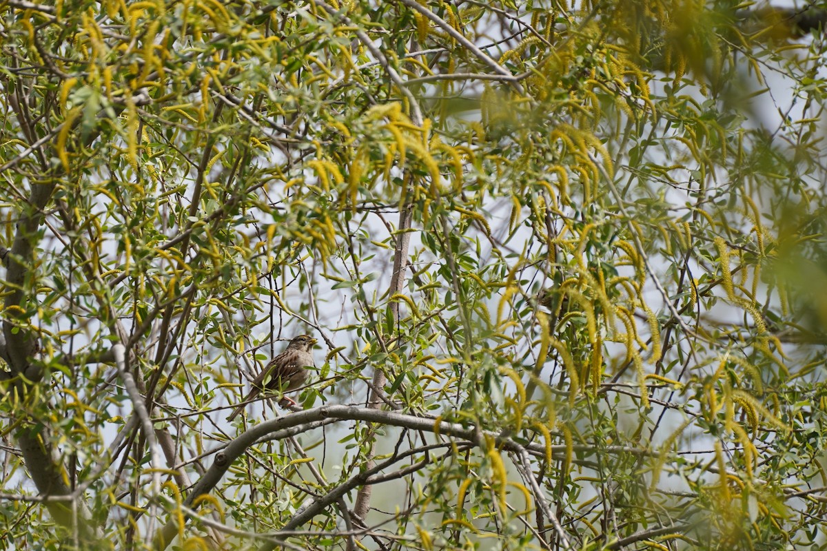 Golden-crowned Sparrow - ML618129066