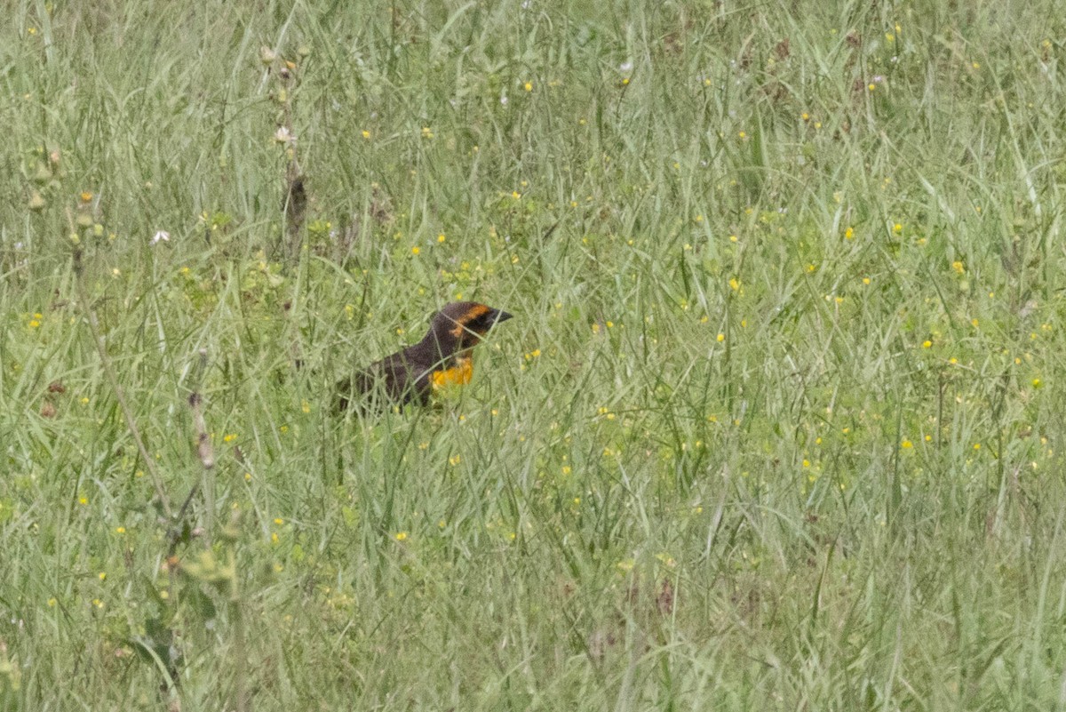 Yellow-headed Blackbird - ML618129089