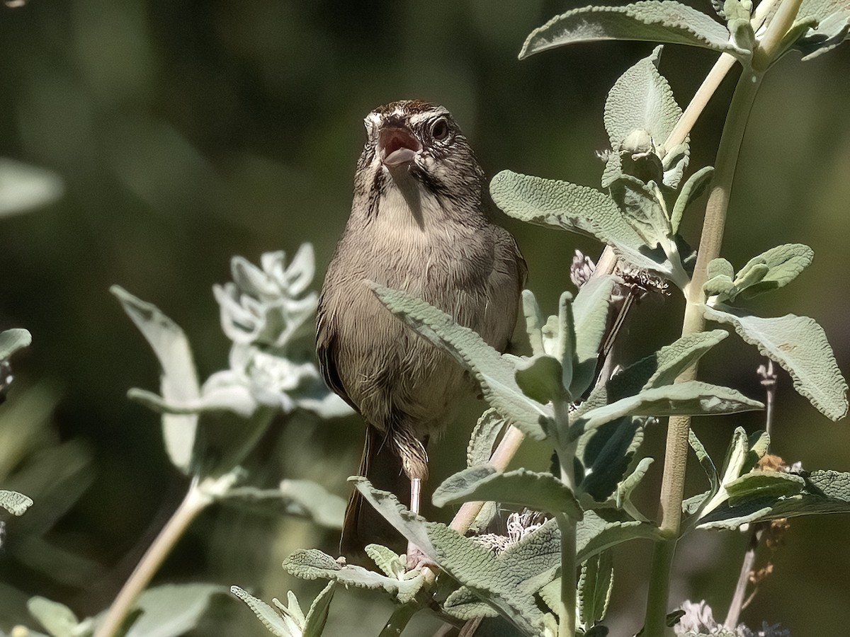 Rufous-crowned Sparrow - ML618129170