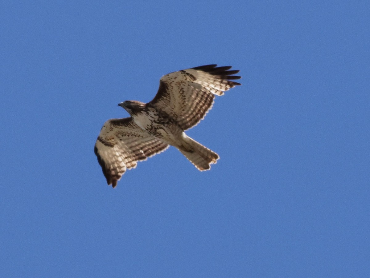 Red-tailed Hawk - ML618129189