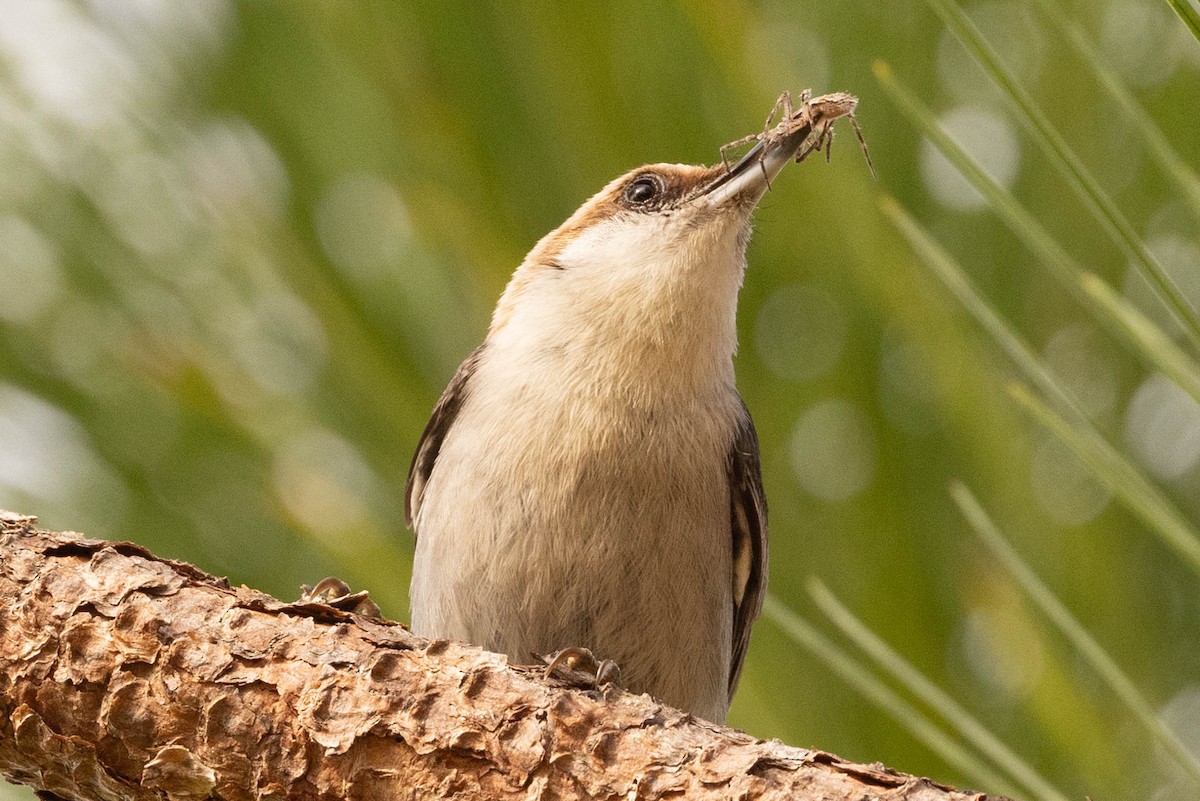 Brown-headed Nuthatch - ML618129205