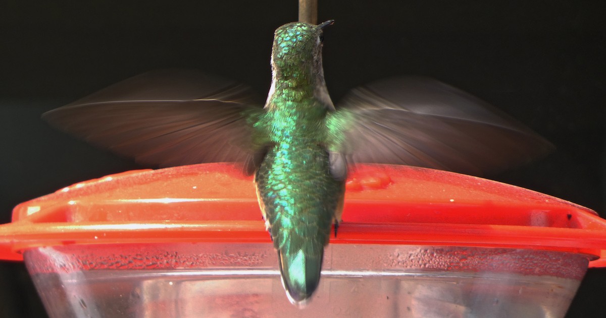 Broad-tailed Hummingbird - ML618129213