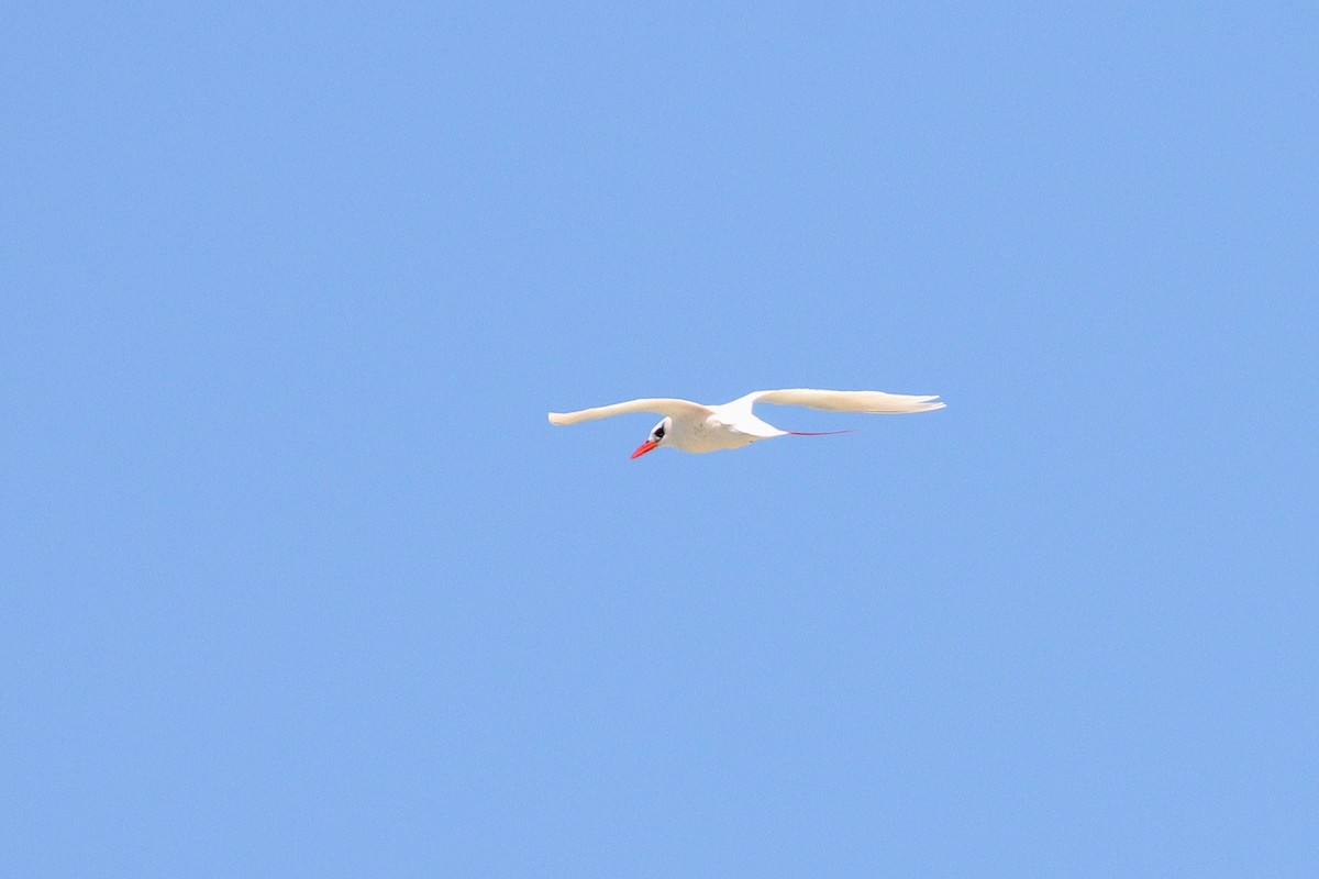 Red-tailed Tropicbird - ML618129215