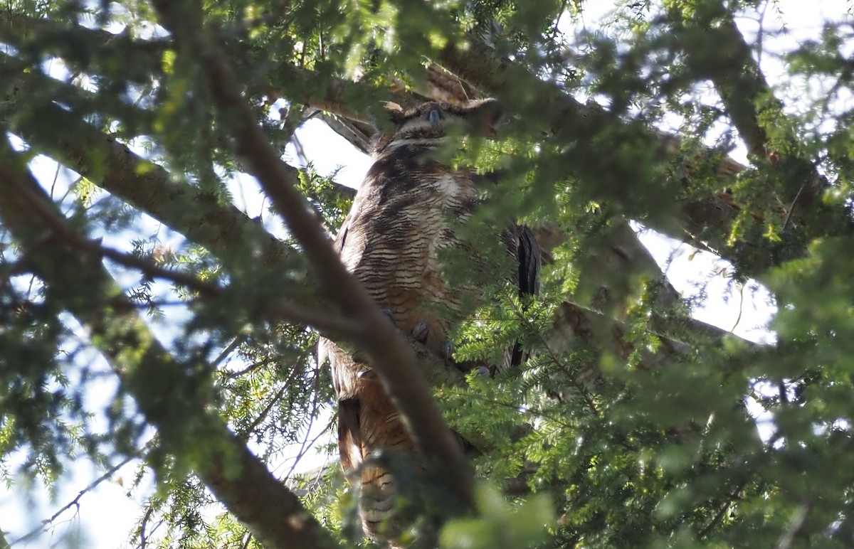 Great Horned Owl - ML618129217