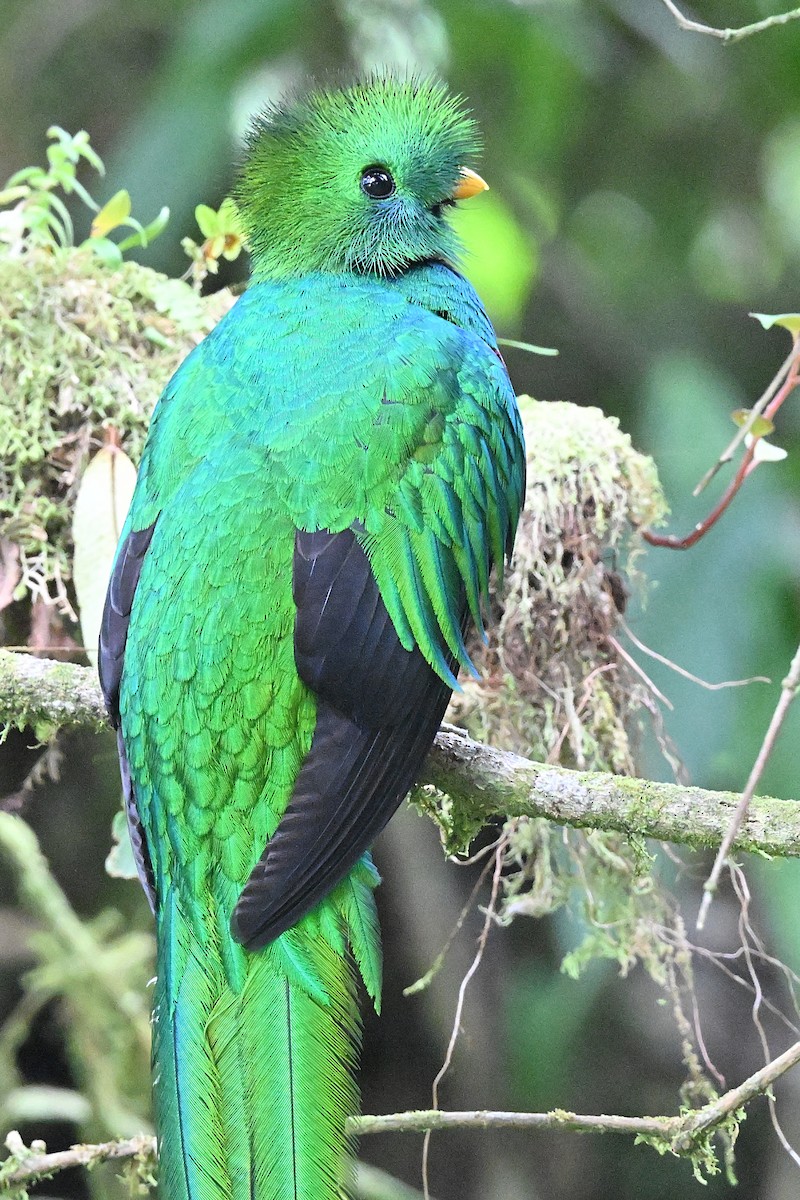 Quetzal resplendissant - ML618129246