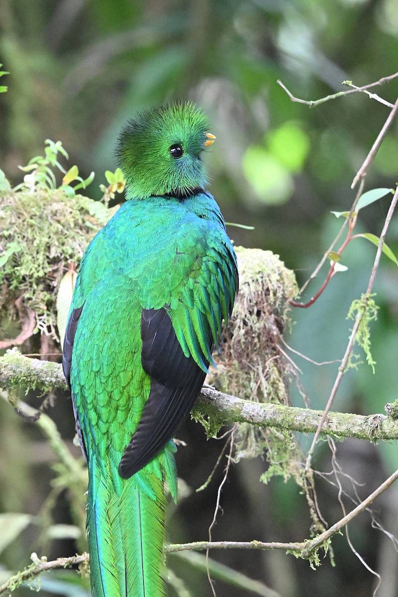 Quetzal Guatemalteco - ML618129249