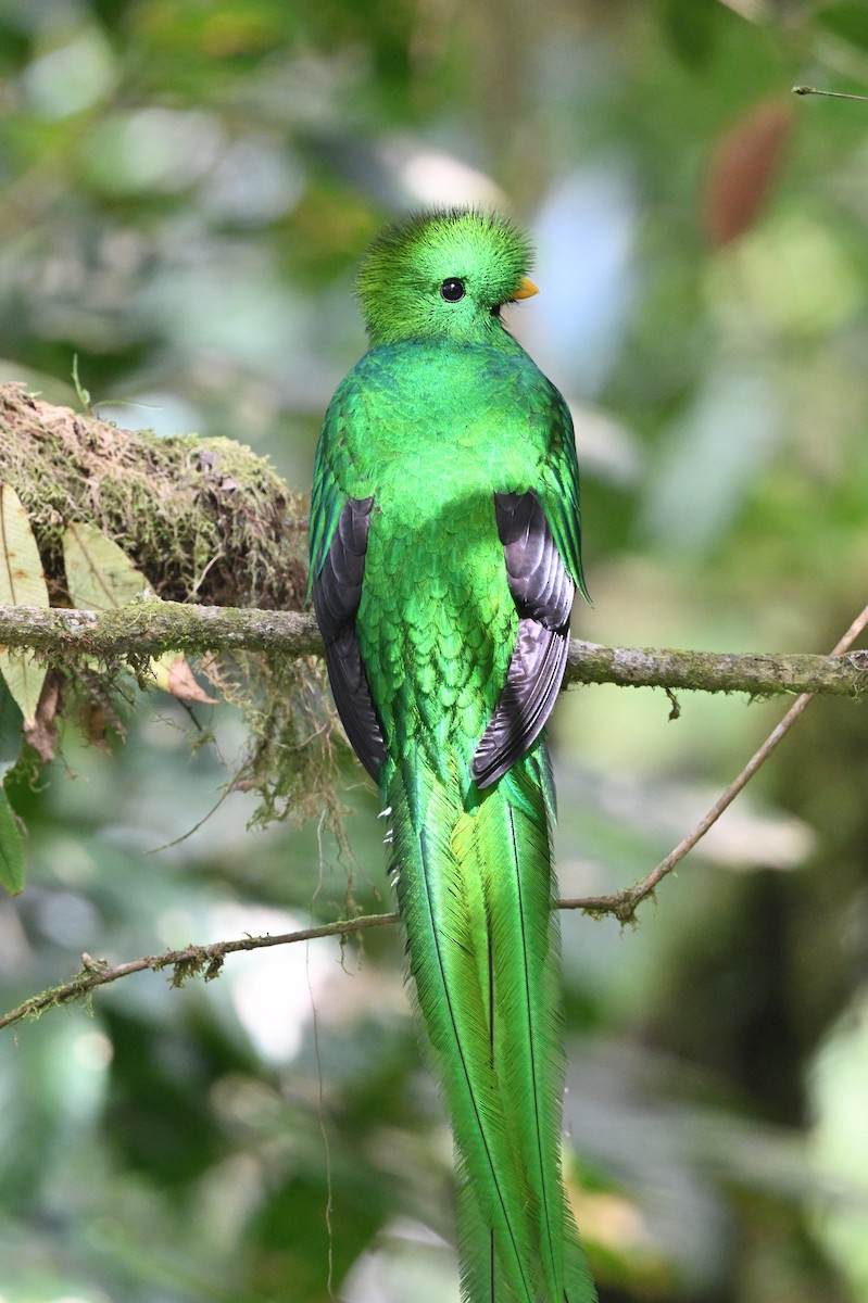 Quetzal Guatemalteco - ML618129250