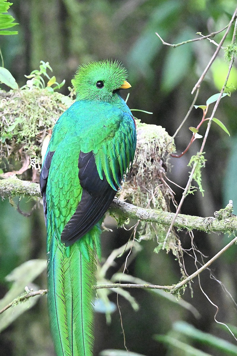 Quetzal Guatemalteco - ML618129252