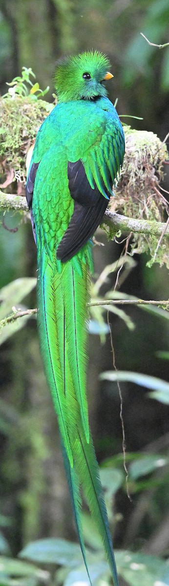 Quetzal resplendissant - ML618129253