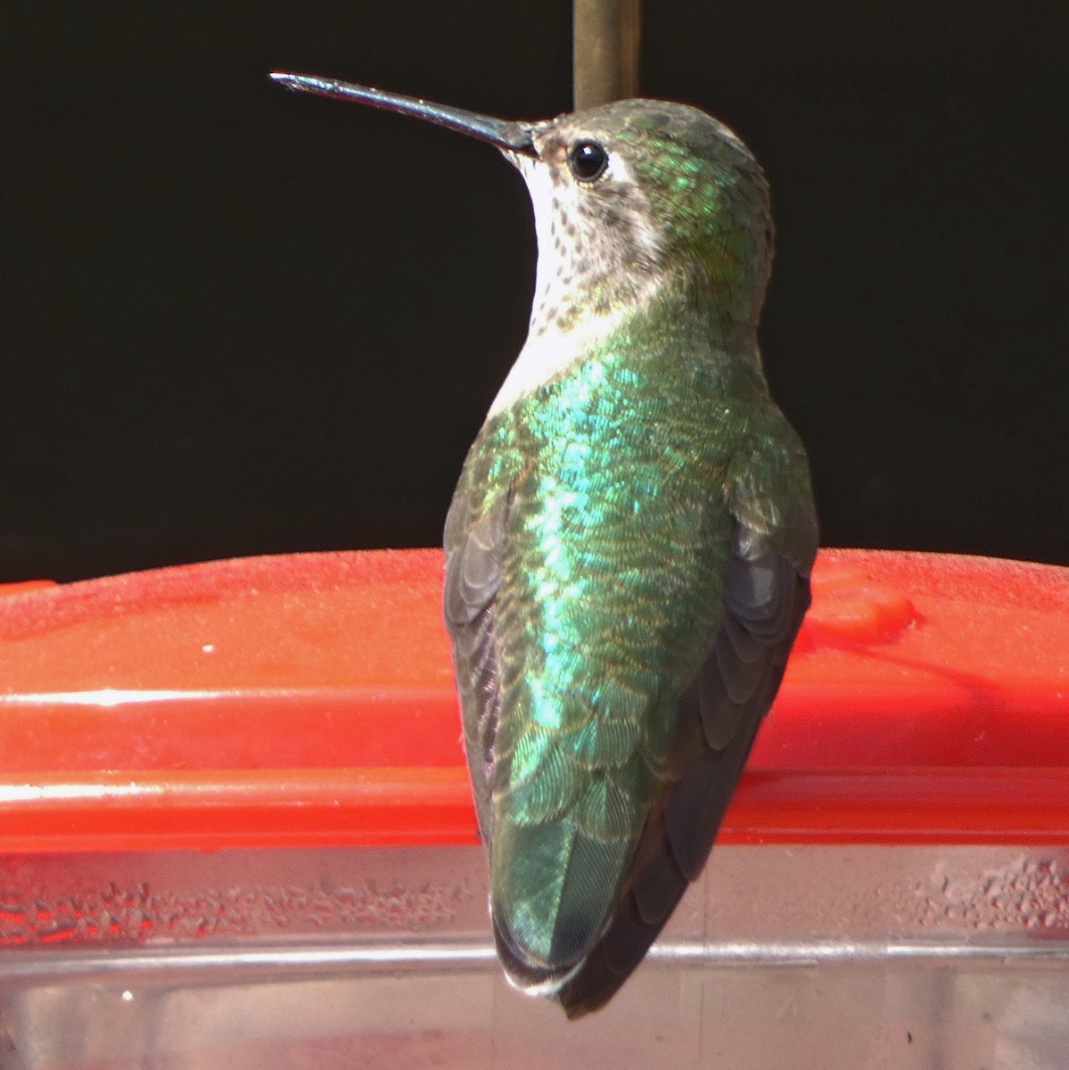 Broad-tailed Hummingbird - ML618129254