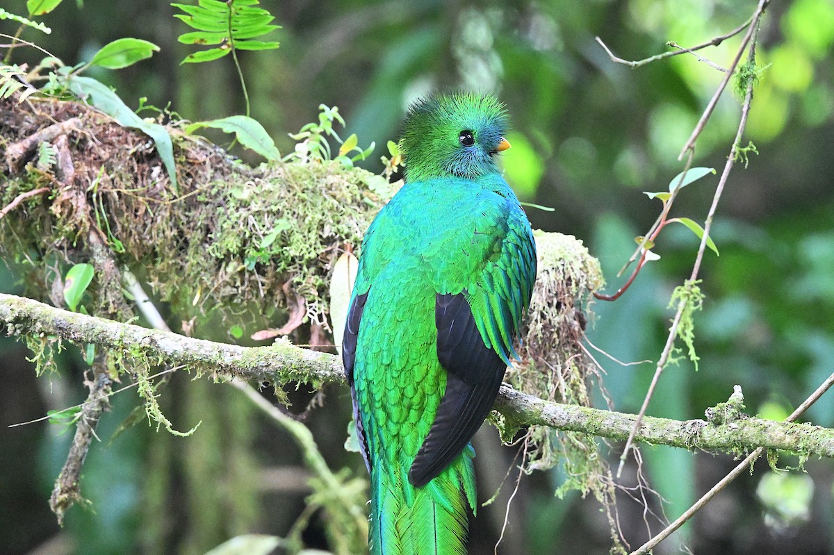Quetzal Guatemalteco - ML618129256