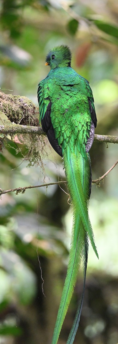 Quetzal Guatemalteco - ML618129257