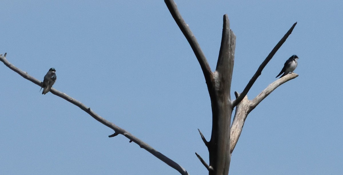 Tree Swallow - ML618129258