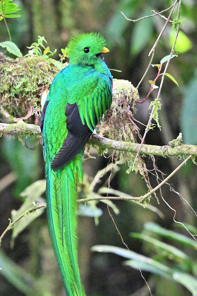 Quetzal resplendissant - ML618129259