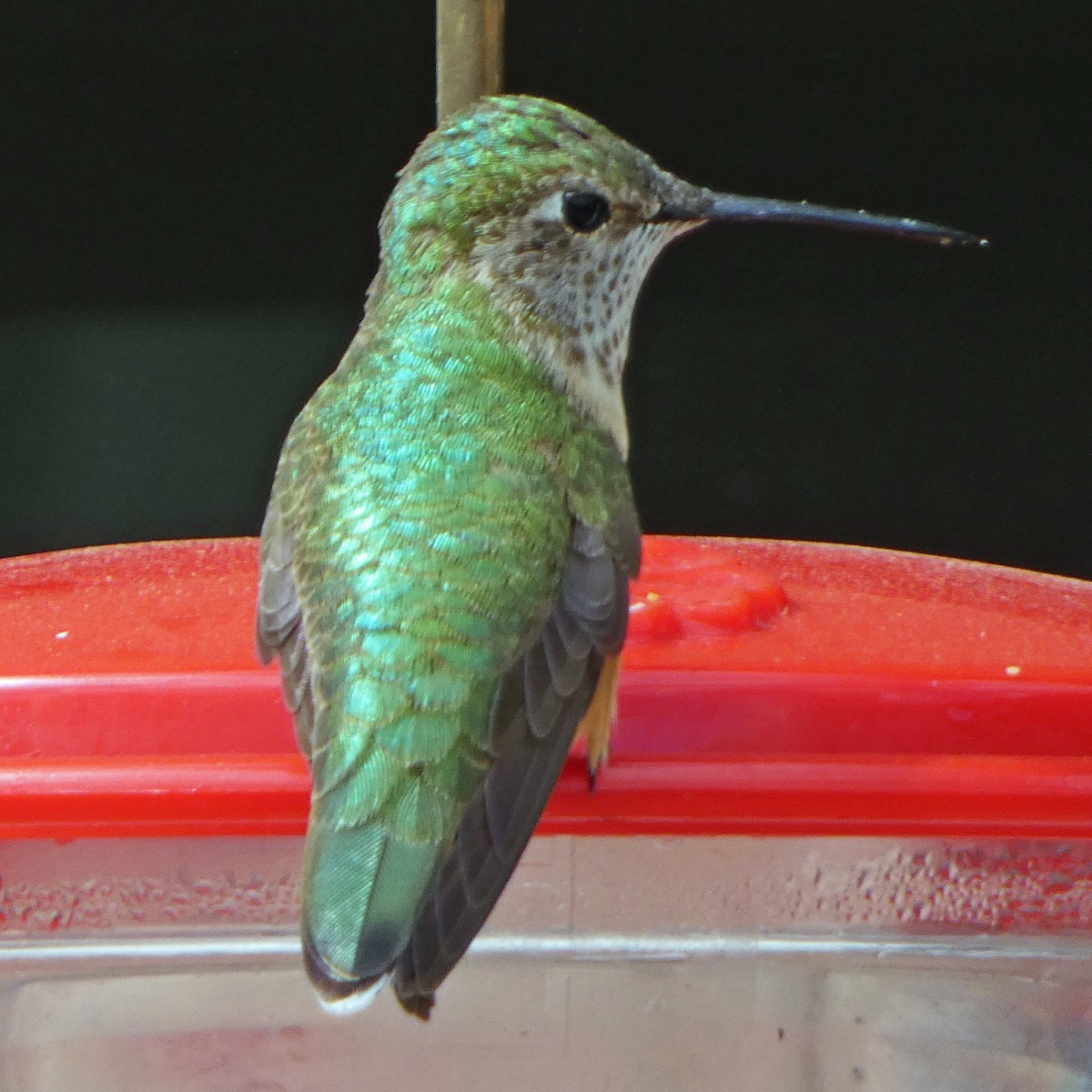 Broad-tailed Hummingbird - ML618129287