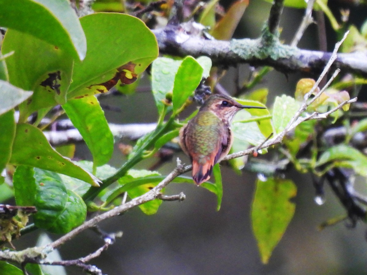 Scintillant Hummingbird - ML618129292