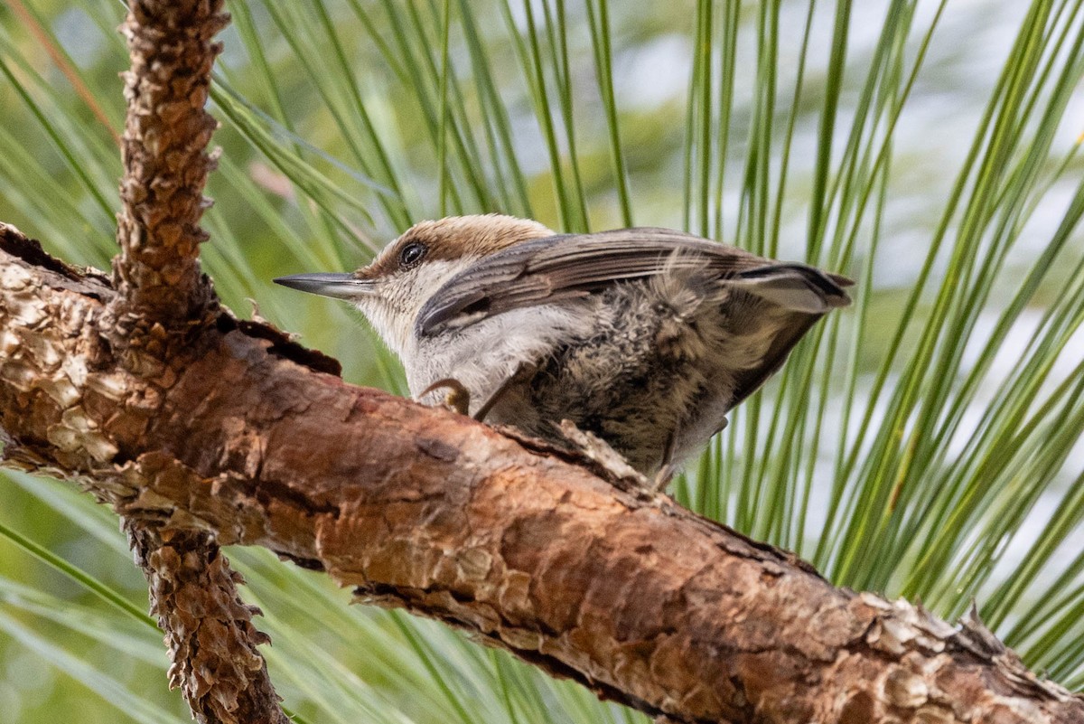 Brown-headed Nuthatch - ML618129296