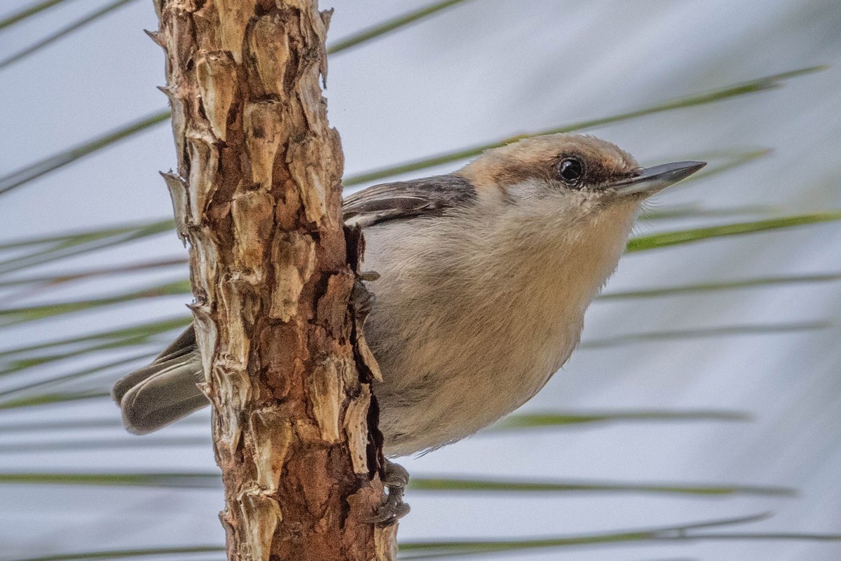 Brown-headed Nuthatch - ML618129297