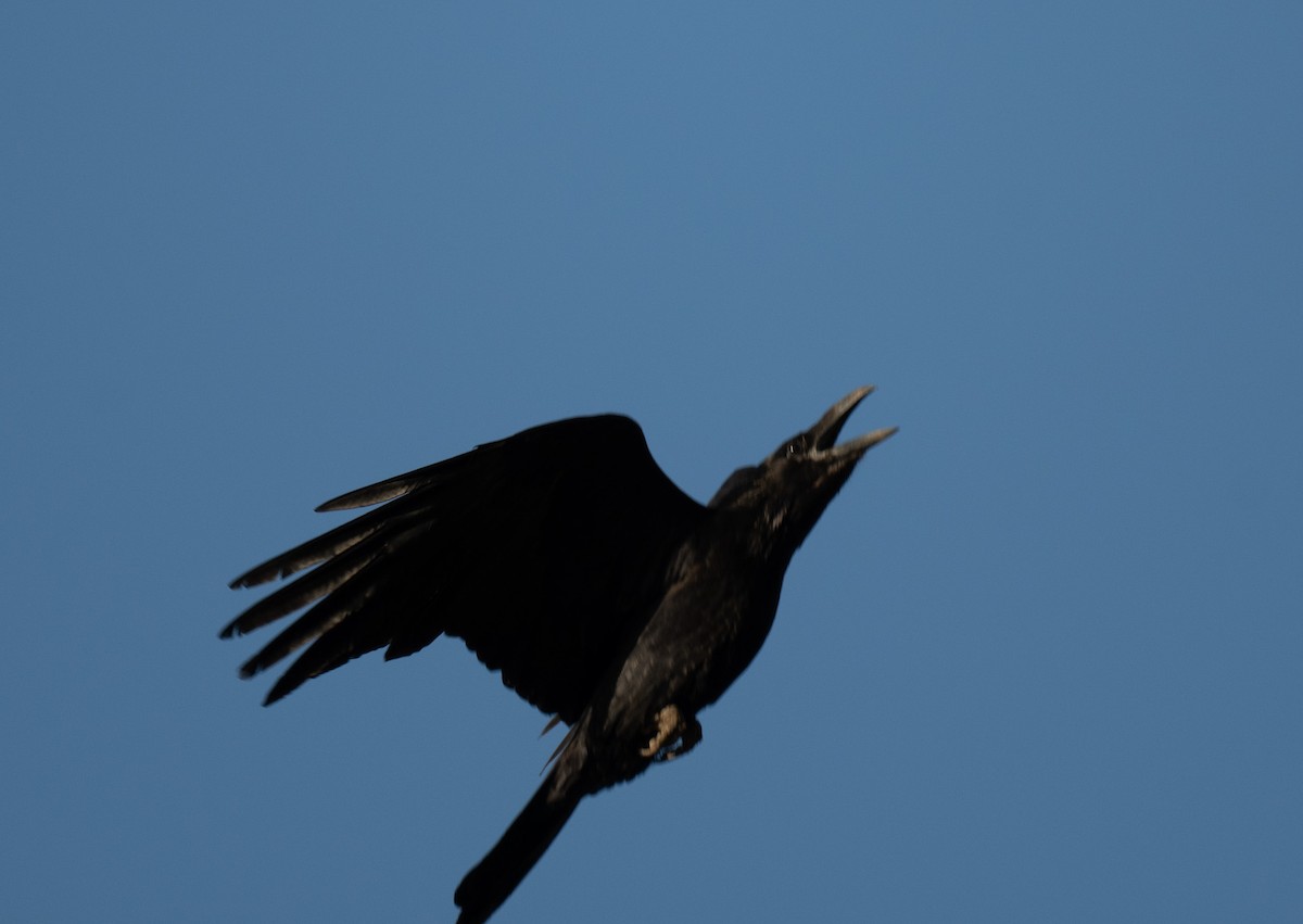 Common Raven - Angie W