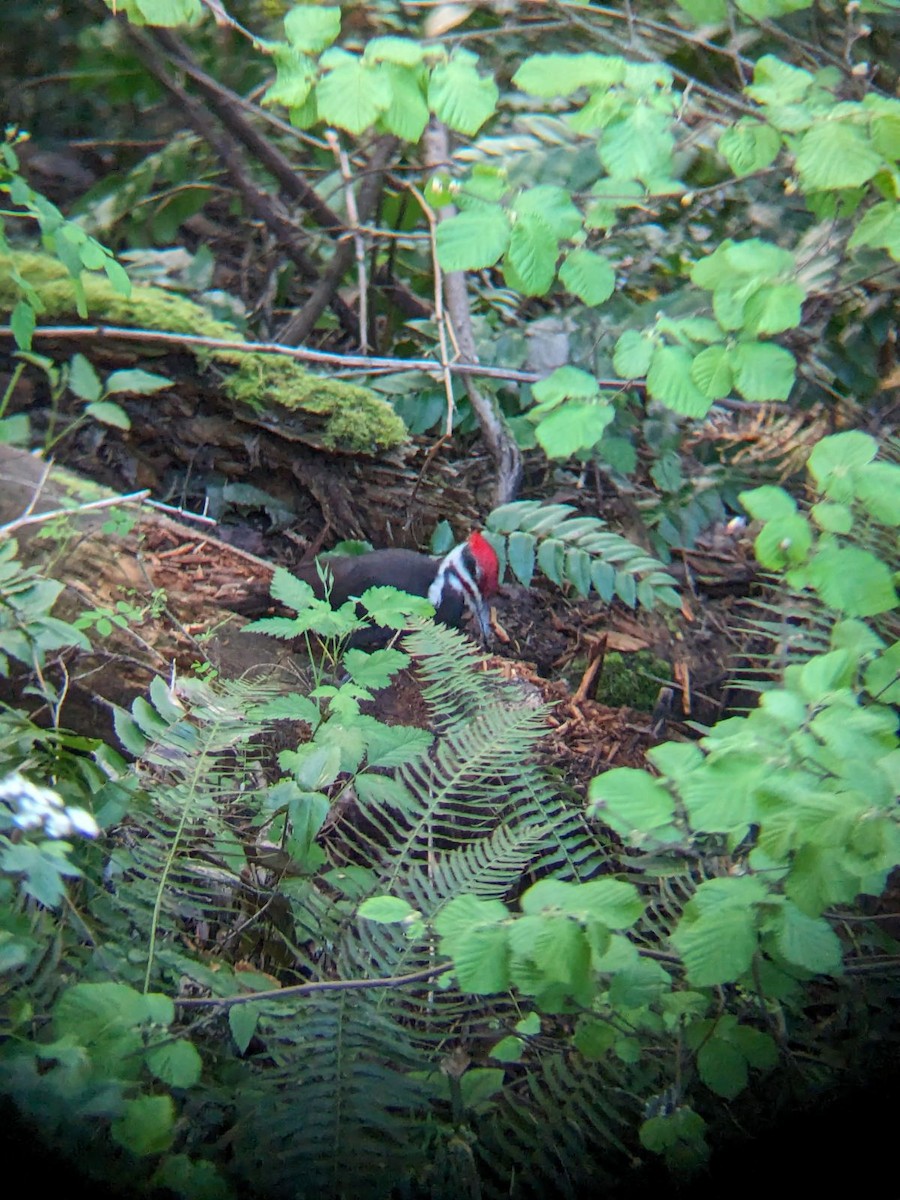 Pileated Woodpecker - ML618129337