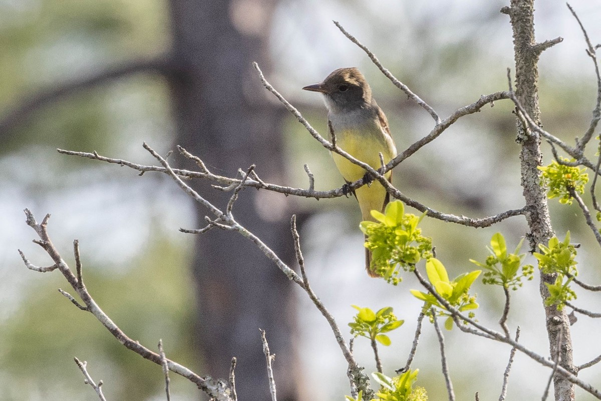 Great Crested Flycatcher - ML618129347